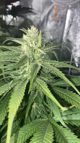 Growreport Bild 1