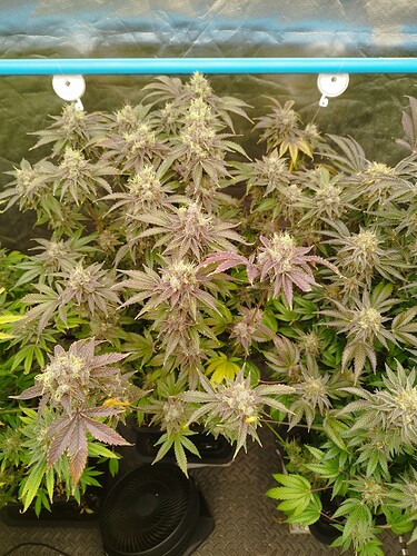 Growreport Bild 8