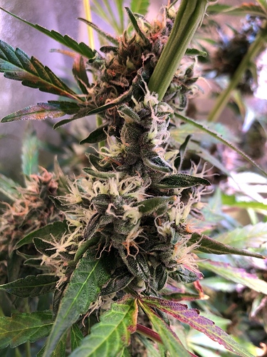 Growreport Bild 6