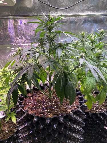 Growreport Bild 20