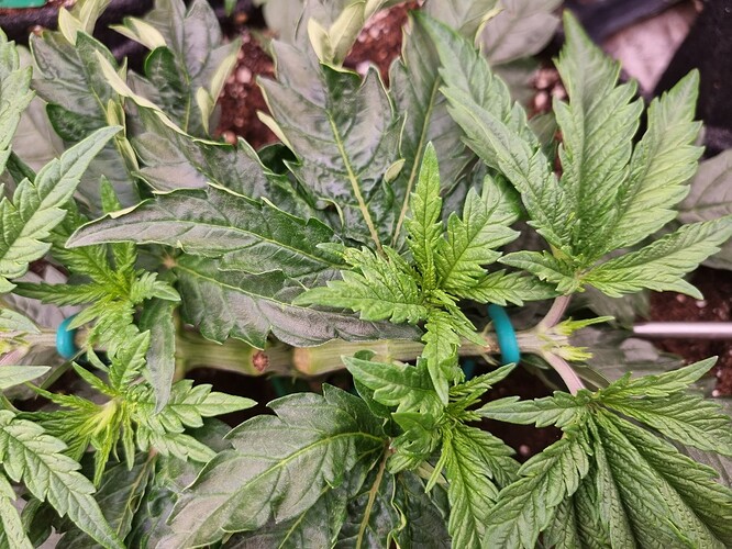 Growreport Bild 42