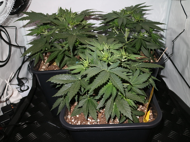 Growreport Bild 3
