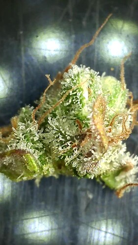 Growreport Bild 11