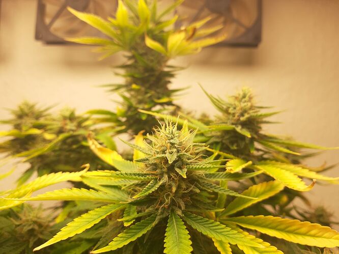 Growreport Bild 15
