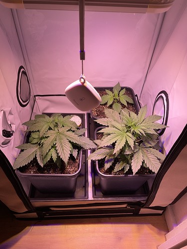 Growreport Bild 4