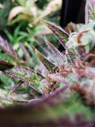 Growreport Bild 6