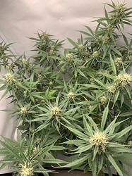 Growreport Bild 13