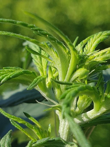 Growreport Bild 1