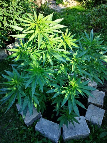 Growreport Bild 16