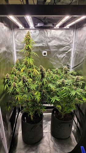 Growreport Bild 1