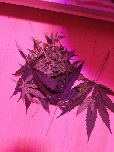 Growreport Bild 2
