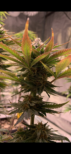 Growreport Bild 1