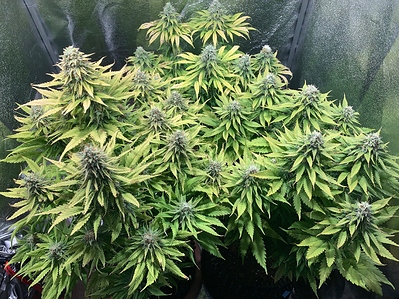 Growreport Bild 2