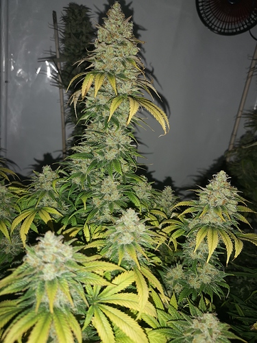 Growreport Bild 3