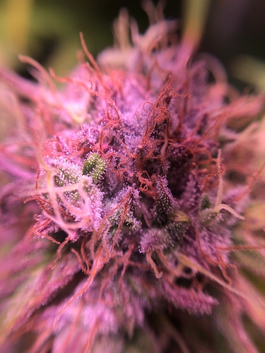 Growreport Bild 44