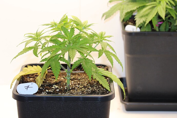 Growreport Bild 12