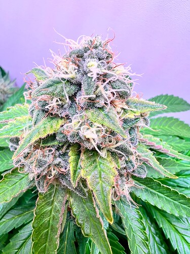 Growreport Bild 4
