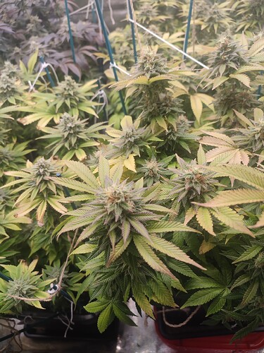 Growreport Bild 13