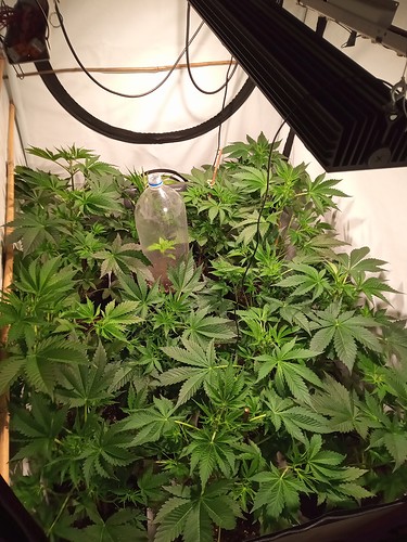 Growreport Bild 41