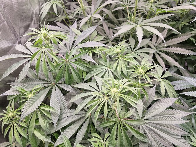 Growreport Bild 31