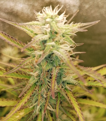 Growreport Bild 6