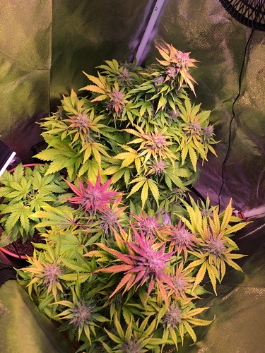 Growreport Bild 1