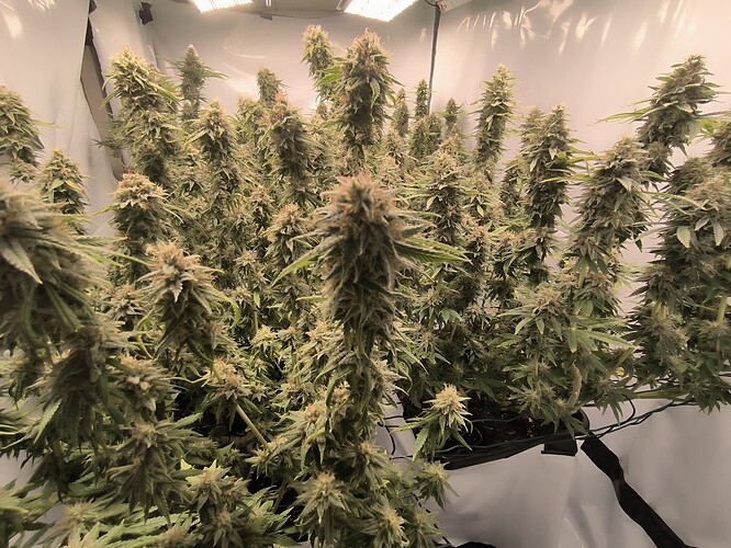 Growreport Bild 5
