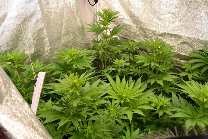 Growreport Bild 12