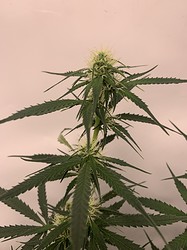 Growreport Bild 13