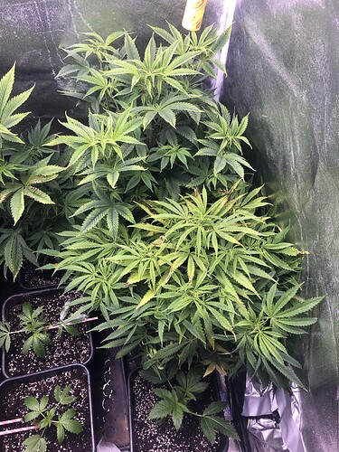Growreport Bild 4