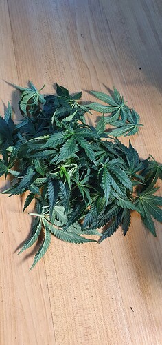 Growreport Bild 4