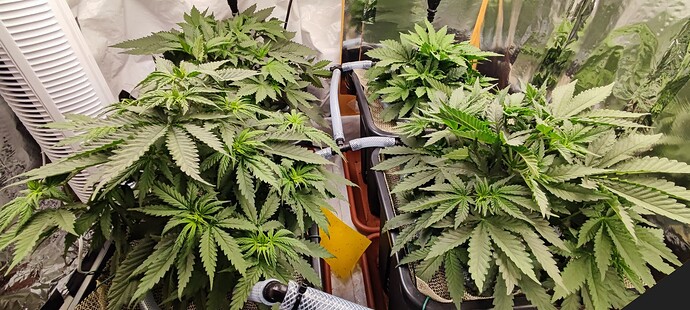 Growreport Bild 5