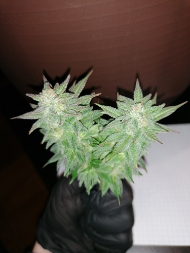 Growreport Bild 3