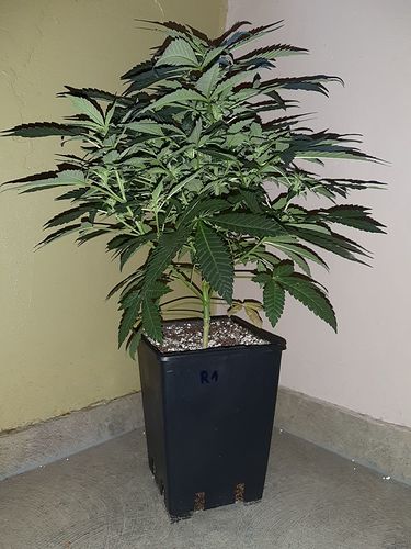 Growreport Bild 15