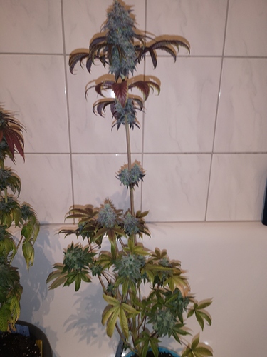 Growreport Bild 7