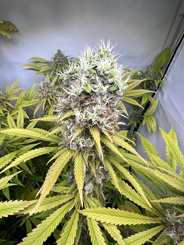 Growreport Bild 8
