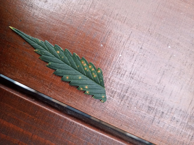 IMG_20210624_194206_7