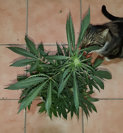 Growreport Bild 6