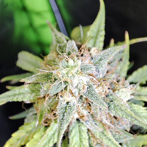 Growreport Bild 49