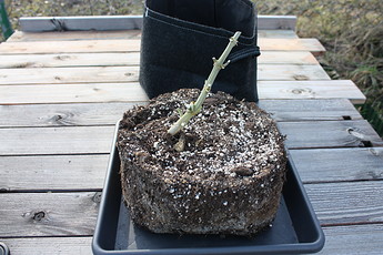 Growreport Bild 2