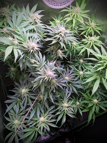 Growreport Bild 1