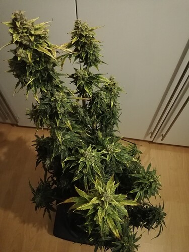 GG#1_240119-1