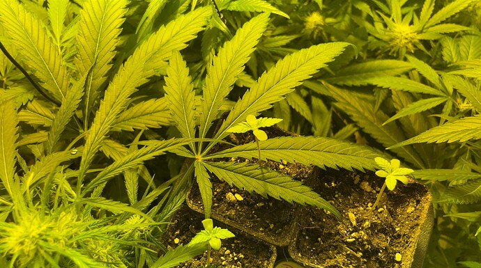 Growreport Bild 26