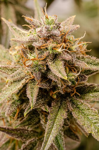 Growreport Bild 5
