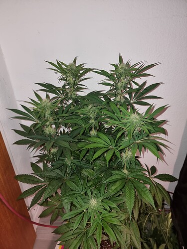 Growreport Bild 8