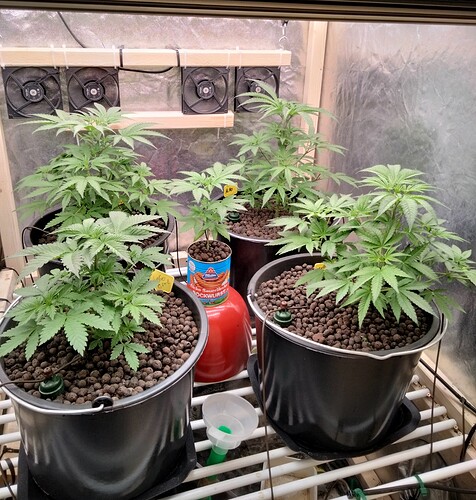 Growreport Bild 3
