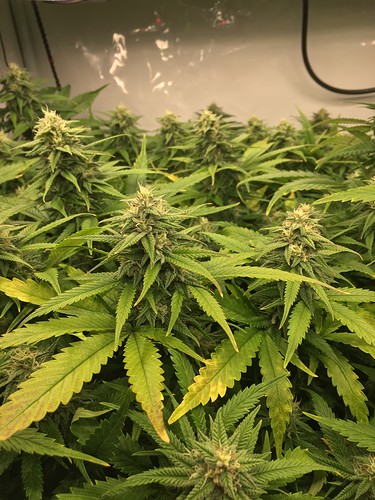 Growreport Bild 12