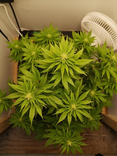 Growreport Bild 2
