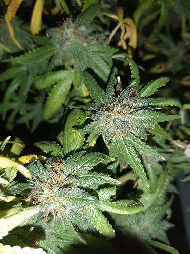 Growreport Bild 9