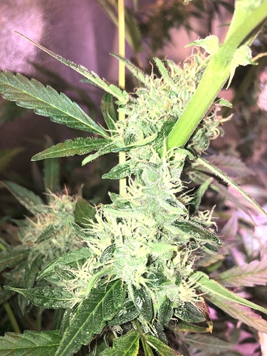 Growreport Bild 26